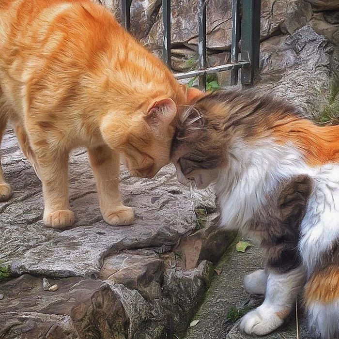Mulher italiana documenta belamente a vida cotidiana de seu gato (36 fotos) 29