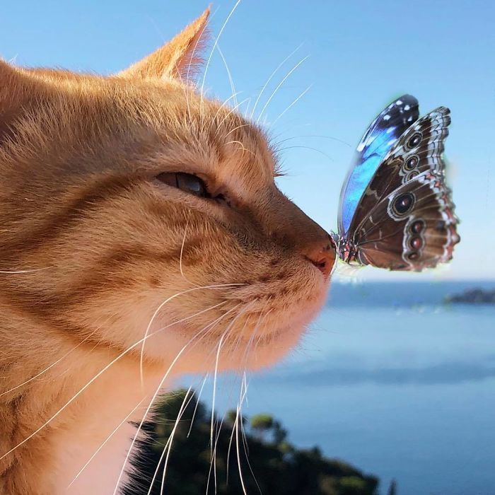 Mulher italiana documenta belamente a vida cotidiana de seu gato (36 fotos) 31