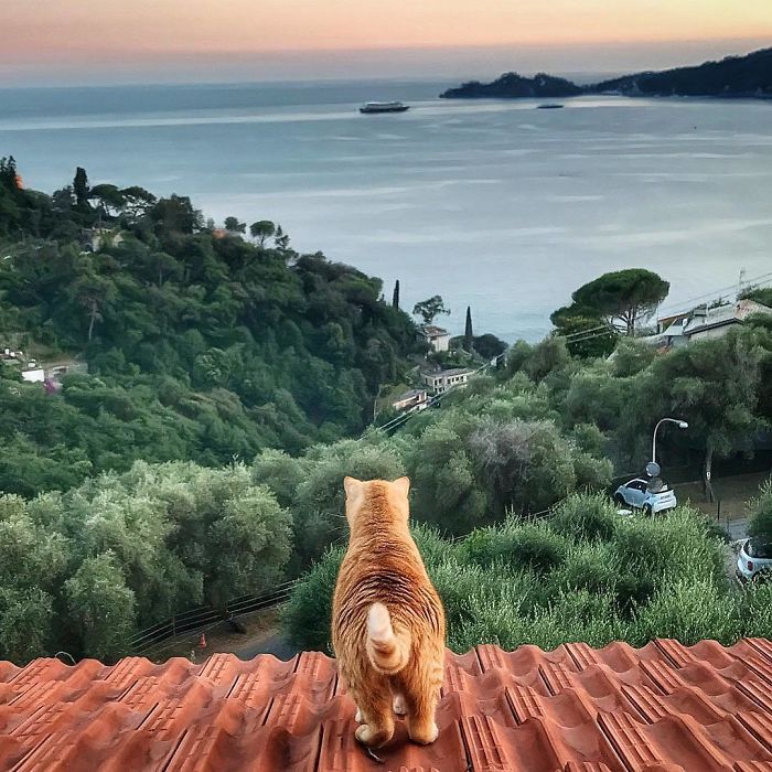 Mulher italiana documenta belamente a vida cotidiana de seu gato (36 fotos) 34