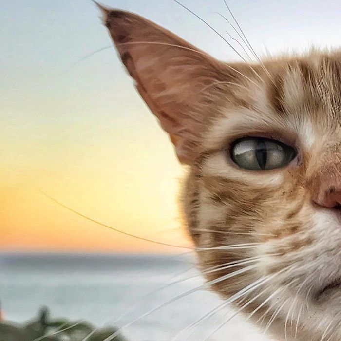 Mulher italiana documenta belamente a vida cotidiana de seu gato (36 fotos) 35