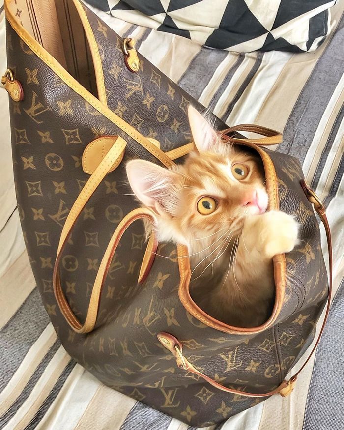 Mulher italiana documenta belamente a vida cotidiana de seu gato (36 fotos) 36