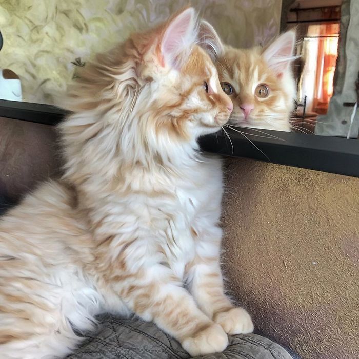 Mulher italiana documenta belamente a vida cotidiana de seu gato (36 fotos) 37