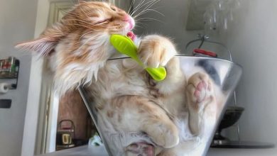 Mulher italiana documenta belamente a vida cotidiana de seu gato (36 fotos) 50