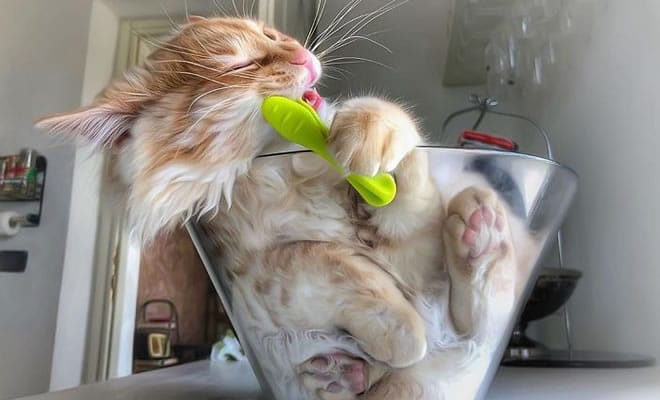 Mulher italiana documenta belamente a vida cotidiana de seu gato (36 fotos)