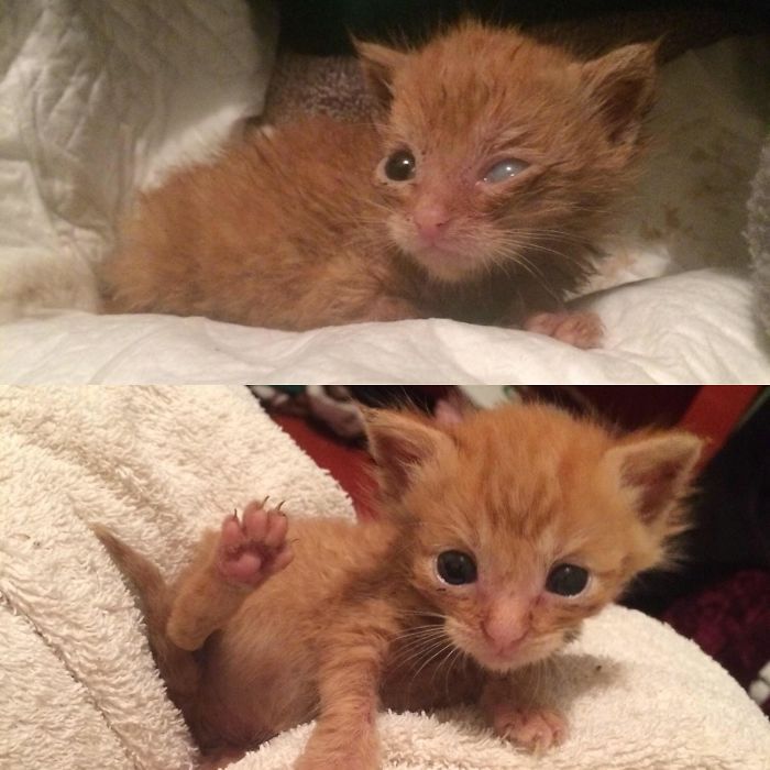 O poder do amor: 32 gatos antes e depois da adoção 2