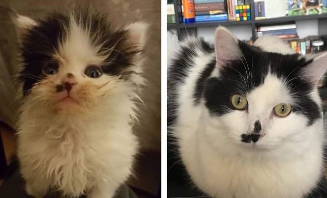 O poder do amor: 32 gatos antes e depois da adoção 111
