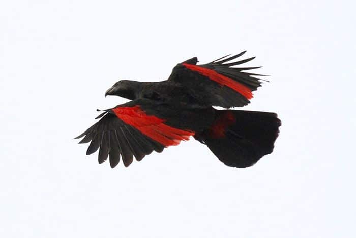 Os papagaio-drácula são perfeito e ainda e podem ser os pássaros mais góticos do mundo 4