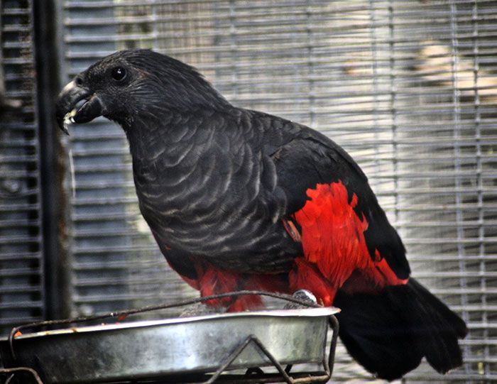 Os papagaio-drácula são perfeito e ainda e podem ser os pássaros mais góticos do mundo 10