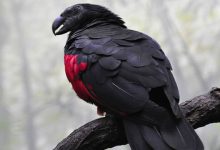 Os papagaio-drácula são perfeito e ainda e podem ser os pássaros mais góticos do mundo 9