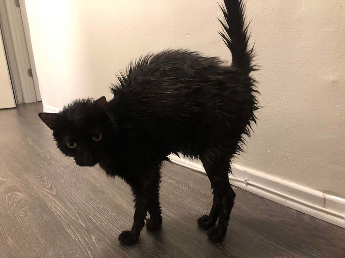 35 adorável gato preto, fotos para mostrar que eles não são má sorte 10