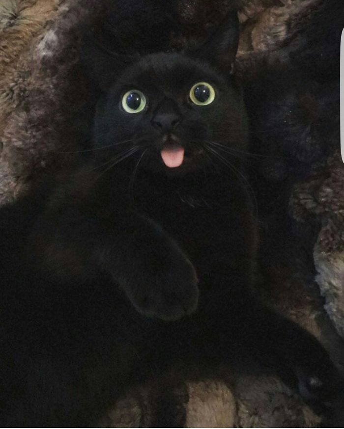 35 adorável gato preto, fotos para mostrar que eles não são má sorte 15