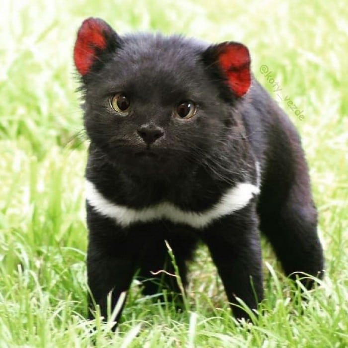 Alguém está imaginado como tudo seria se tivesse a cara de um gato e o resultado é perturbador (40 fotos) 2