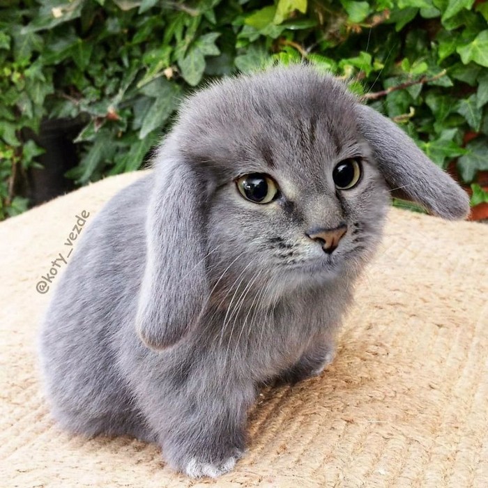 Alguém está imaginado como tudo seria se tivesse a cara de um gato e o resultado é perturbador (40 fotos) 3