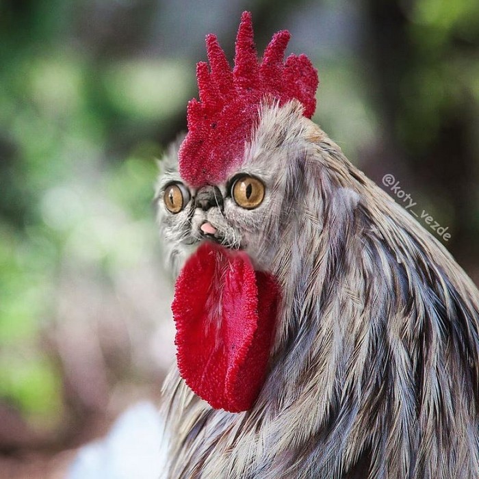 Alguém está imaginado como tudo seria se tivesse a cara de um gato e o resultado é perturbador (40 fotos) 4