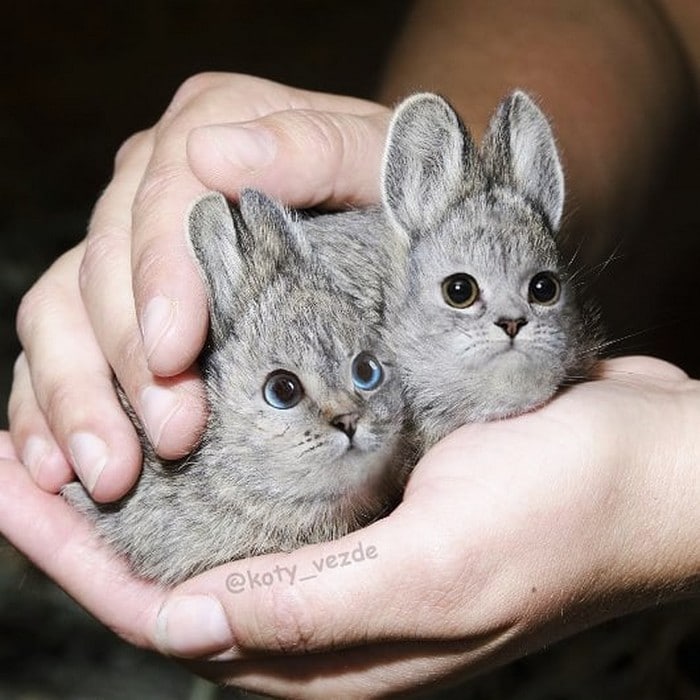 Alguém está imaginado como tudo seria se tivesse a cara de um gato e o resultado é perturbador (40 fotos) 5