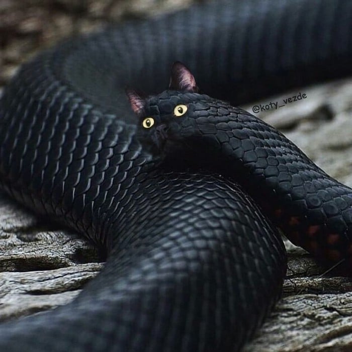 Alguém está imaginado como tudo seria se tivesse a cara de um gato e o resultado é perturbador (40 fotos) 6