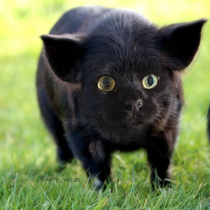 Alguém está imaginado como tudo seria se tivesse a cara de um gato e o resultado é perturbador (40 fotos) 7