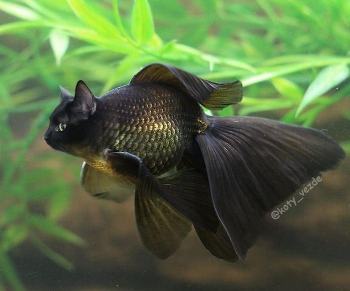 Alguém está imaginado como tudo seria se tivesse a cara de um gato e o resultado é perturbador (40 fotos) 8