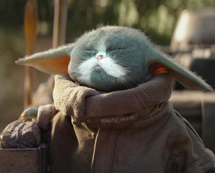 Alguém está imaginado como tudo seria se tivesse a cara de um gato e o resultado é perturbador (40 fotos) 9