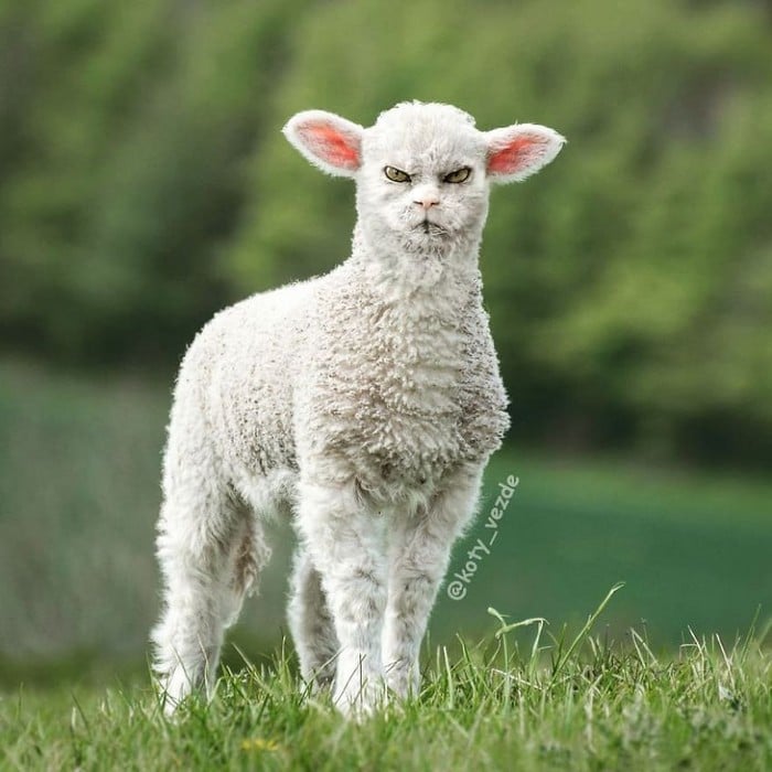 Alguém está imaginado como tudo seria se tivesse a cara de um gato e o resultado é perturbador (40 fotos) 10