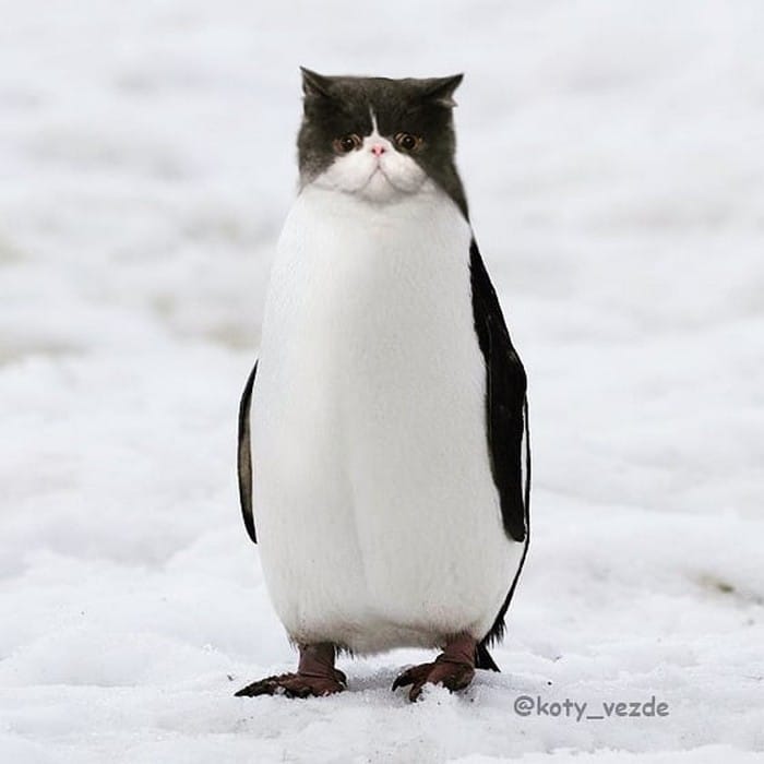 Alguém está imaginado como tudo seria se tivesse a cara de um gato e o resultado é perturbador (40 fotos) 11