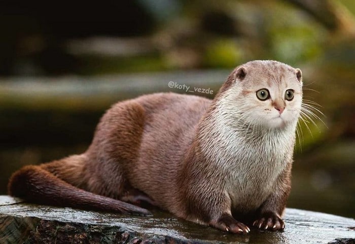 Alguém está imaginado como tudo seria se tivesse a cara de um gato e o resultado é perturbador (40 fotos) 12