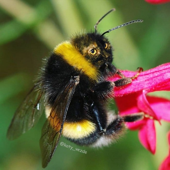 Alguém está imaginado como tudo seria se tivesse a cara de um gato e o resultado é perturbador (40 fotos) 15