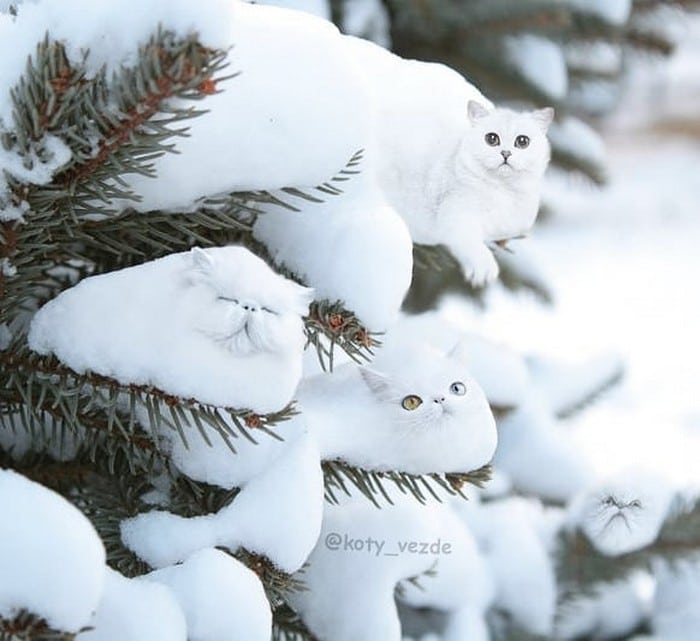 Alguém está imaginado como tudo seria se tivesse a cara de um gato e o resultado é perturbador (40 fotos) 16