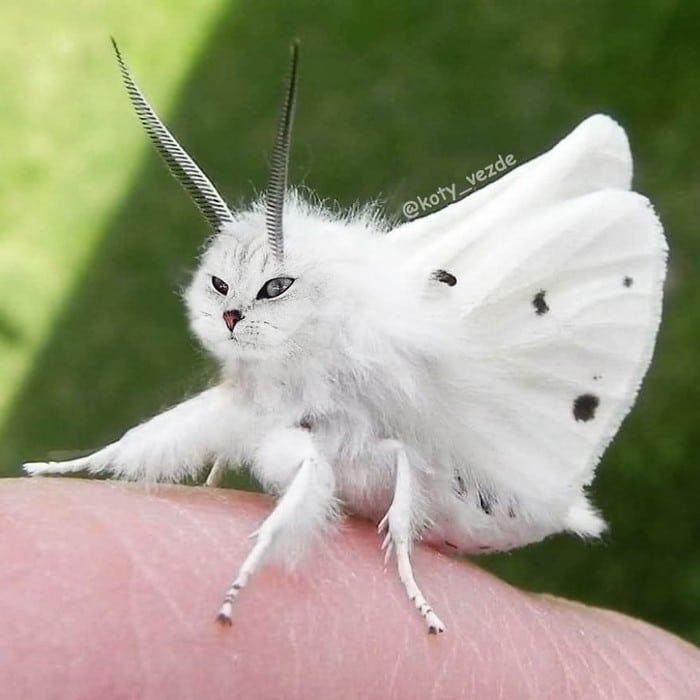 Alguém está imaginado como tudo seria se tivesse a cara de um gato e o resultado é perturbador (40 fotos) 17