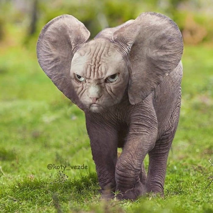 Alguém está imaginado como tudo seria se tivesse a cara de um gato e o resultado é perturbador (40 fotos) 19