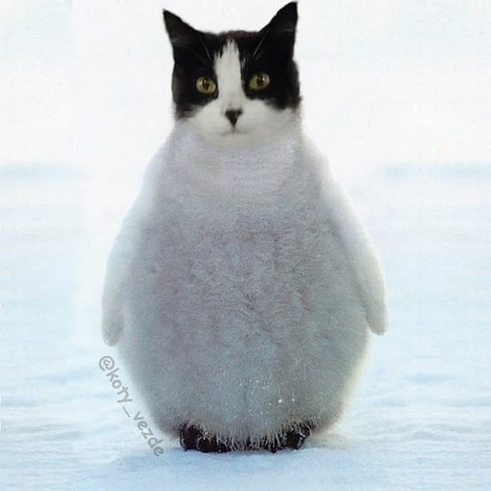 Alguém está imaginado como tudo seria se tivesse a cara de um gato e o resultado é perturbador (40 fotos) 21