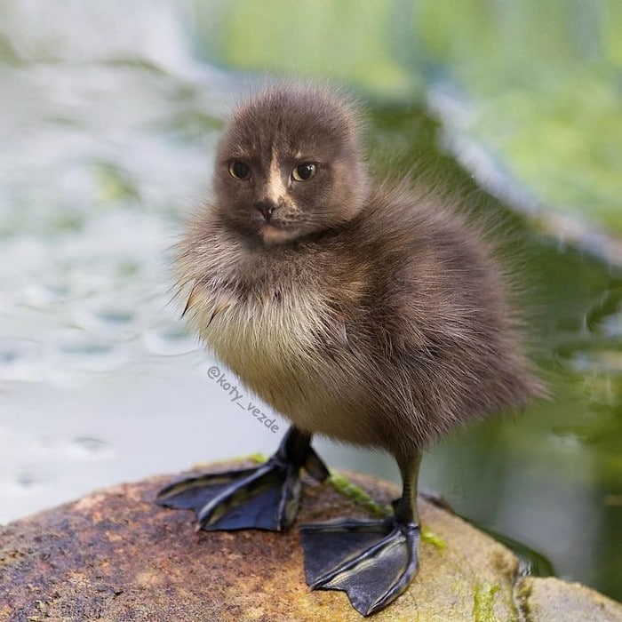 Alguém está imaginado como tudo seria se tivesse a cara de um gato e o resultado é perturbador (40 fotos) 22