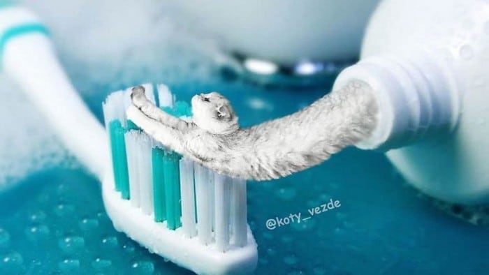 Alguém está imaginado como tudo seria se tivesse a cara de um gato e o resultado é perturbador (40 fotos) 23