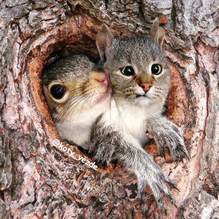 Alguém está imaginado como tudo seria se tivesse a cara de um gato e o resultado é perturbador (40 fotos) 24
