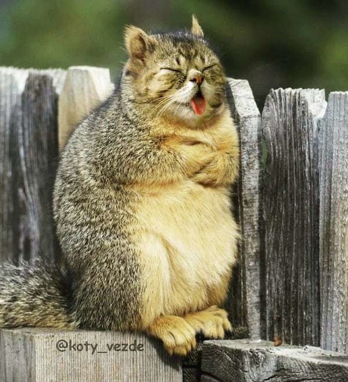 Alguém está imaginado como tudo seria se tivesse a cara de um gato e o resultado é perturbador (40 fotos) 26