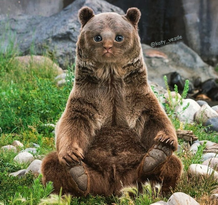 Alguém está imaginado como tudo seria se tivesse a cara de um gato e o resultado é perturbador (40 fotos) 29