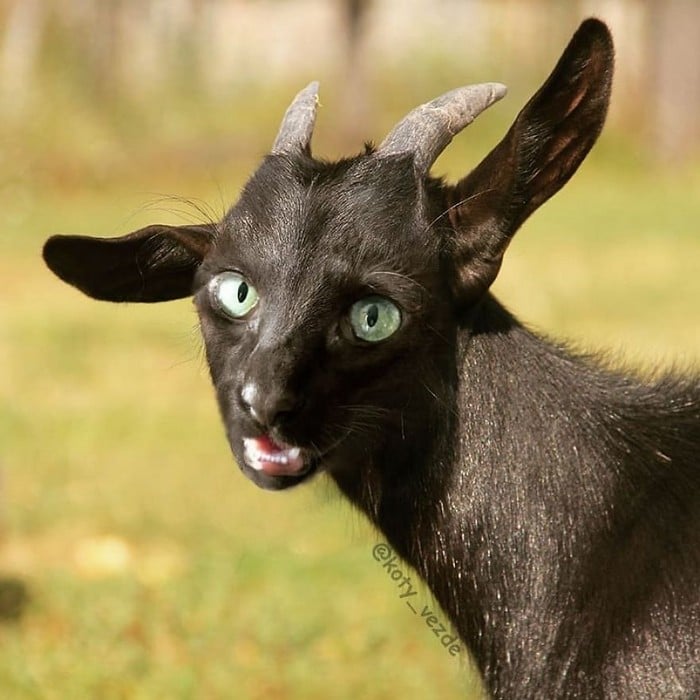 Alguém está imaginado como tudo seria se tivesse a cara de um gato e o resultado é perturbador (40 fotos) 30