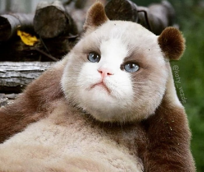 Alguém está imaginado como tudo seria se tivesse a cara de um gato e o resultado é perturbador (40 fotos) 31