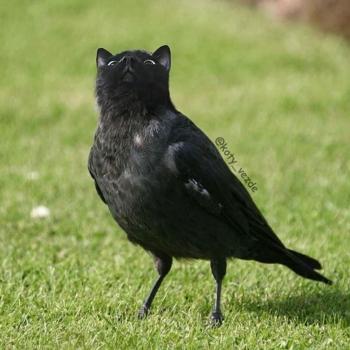 Alguém está imaginado como tudo seria se tivesse a cara de um gato e o resultado é perturbador (40 fotos) 32