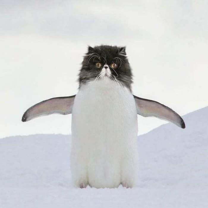 Alguém está imaginado como tudo seria se tivesse a cara de um gato e o resultado é perturbador (40 fotos) 33