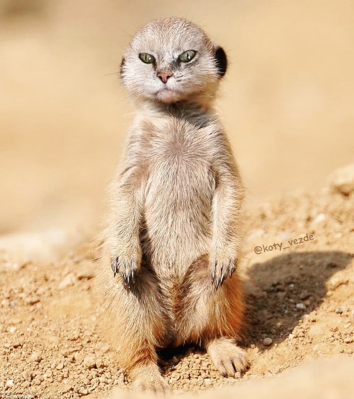 Alguém está imaginado como tudo seria se tivesse a cara de um gato e o resultado é perturbador (40 fotos) 34