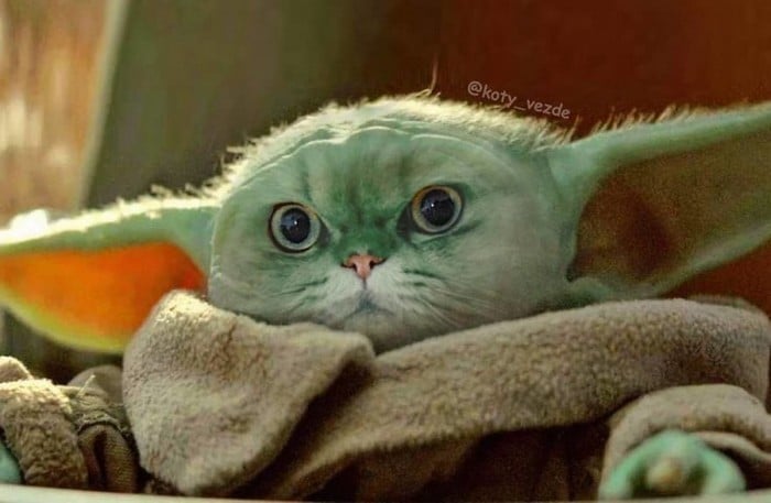 Alguém está imaginado como tudo seria se tivesse a cara de um gato e o resultado é perturbador (40 fotos) 35