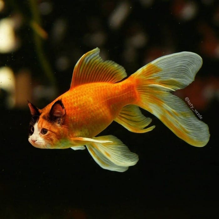 Alguém está imaginado como tudo seria se tivesse a cara de um gato e o resultado é perturbador (40 fotos) 36