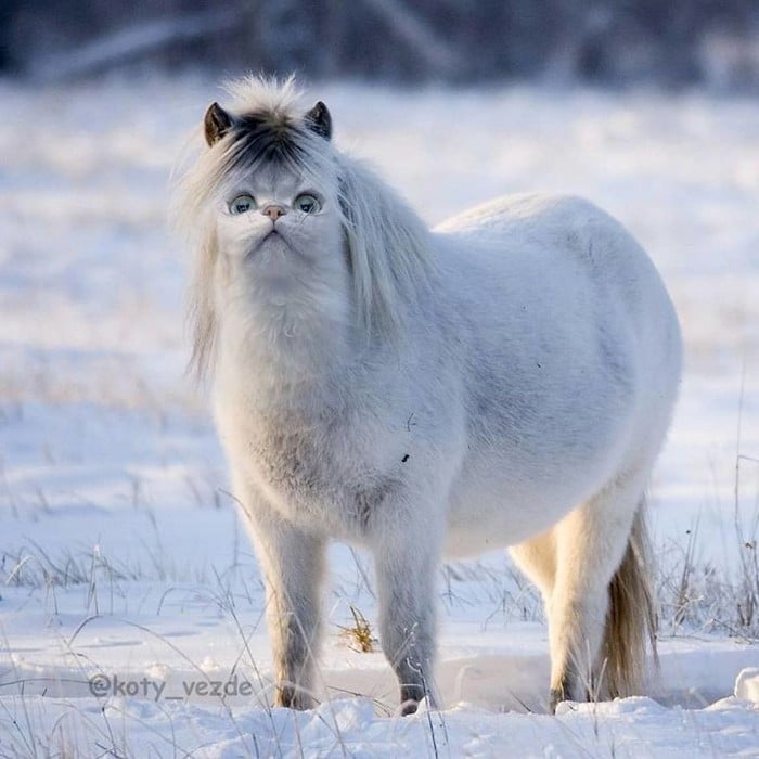 Alguém está imaginado como tudo seria se tivesse a cara de um gato e o resultado é perturbador (40 fotos) 37