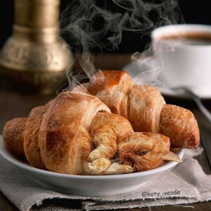 Alguém está imaginado como tudo seria se tivesse a cara de um gato e o resultado é perturbador (40 fotos) 38