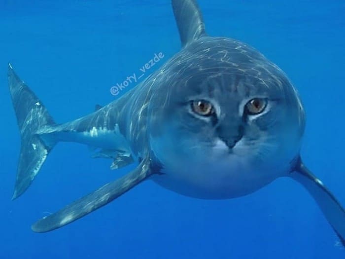 Alguém está imaginado como tudo seria se tivesse a cara de um gato e o resultado é perturbador (40 fotos) 39