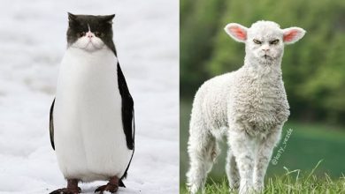 Alguém está imaginado como tudo seria se tivesse a cara de um gato e o resultado é perturbador (40 fotos) 5