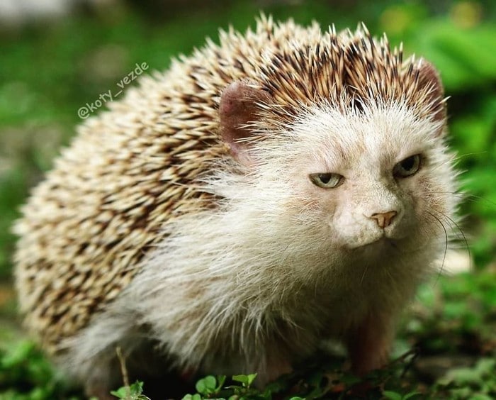 Alguém está imaginado como tudo seria se tivesse a cara de um gato e o resultado é perturbador (40 fotos) 40