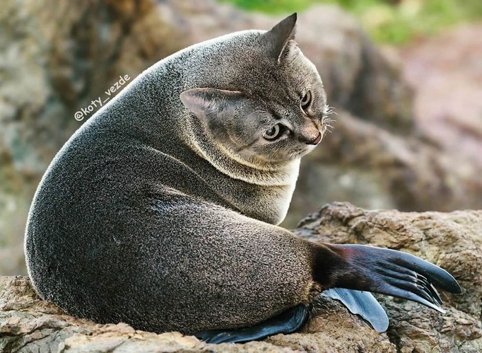 Alguém está imaginado como tudo seria se tivesse a cara de um gato e o resultado é perturbador (40 fotos) 41