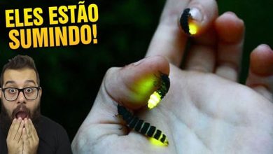 6 animais comuns que podem deixar de existir 6